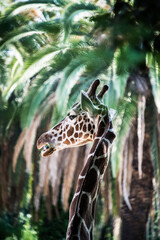 giraffa