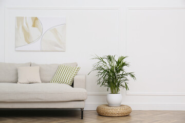 Comfortable sofa and houseplant near white wall in living room