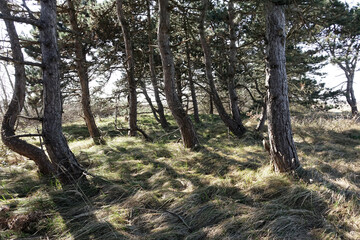Netherlands. The woodland of Solleveld in The Hague