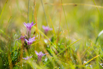 fiore di campo