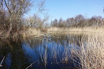 Netherlands. The woodland of Solleveld in The Hague