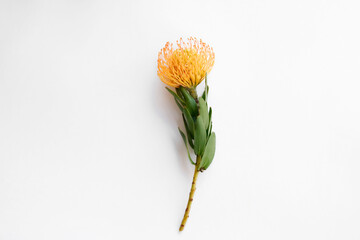 Close up shot of beautiful pincushion protea flower with vivid orange yellow-orange inflorescence....