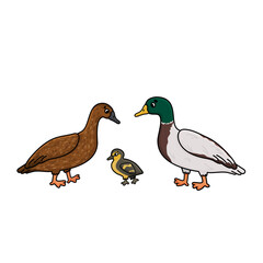 Vector cute outline doodle cartoon Duck family. Gray green male, brown female and yellow brown baby duckling. Isolated hand drawn illustration on white background.