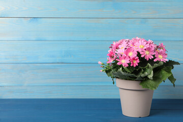 Pink cineraria plant in flower pot on blue wooden table. Space for text