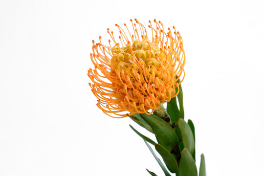 Close up shot of beautiful pincushion protea flower with vivid orange yellow-orange inflorescence. Tropical african sugarbush plant isolated on white. Background, copy space for text.