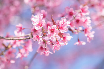 Fototapeta na wymiar Pink cherry tree blossom flowers blooming in spring, easter time against a natural sunny blurred garden banner background of blue, yellow and white bokeh.