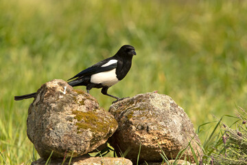 Common magpie in its breeding territory with the first light of day in a Mediterranean bush