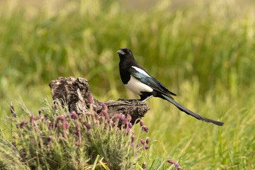 Common magpie at his favorite innkeeper in the late afternoon lights