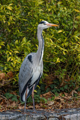 A grey heron near a small river in the park