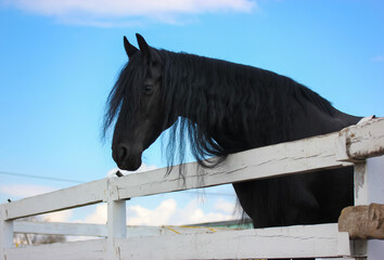 Beautiful black raven horse standing in a corral against a blue sky. Silhouette of a mare with long hair, luxurious mane at sunny day. White wooden fence. Farm animals. Day of protection of horses.