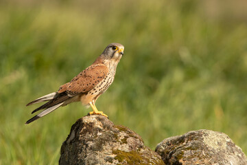 Male Common kestrel at his favorite perch with a field mouse hunted in the late afternoon lights