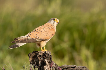 Male Common kestrel at his favorite perch with a field mouse hunted in the late afternoon lights