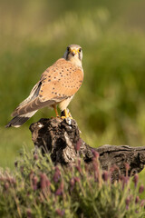 Male Common kestrel at his favorite perch with a field mouse hunted in the late afternoon lights