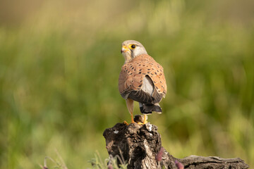 Male Common kestrel at his favorite perch in the late afternoon lights