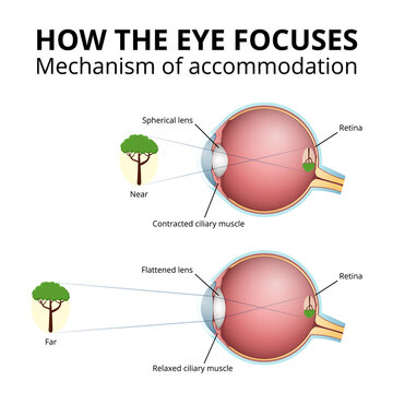 structure of the eyeball, lens accommodation mechanism