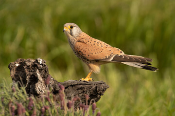 Male Common kestrel at his favorite perch in the late afternoon lights