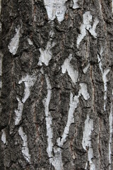 Obraz premium bark of a tree