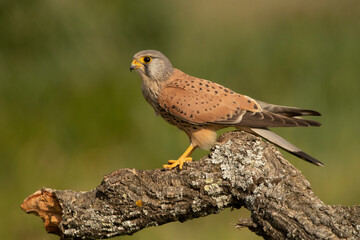 Male Common kestrel at his favorite perch with a field mouse hunted in the late afternoon lights