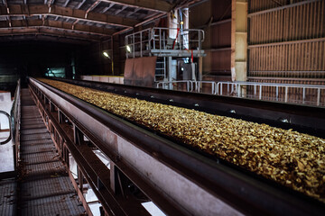 sawdust conveyor. the wood processing plant transports wood chips on a conveyor belt. utilization...