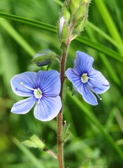 Blue veronica flowers in the garden in spring, closeup