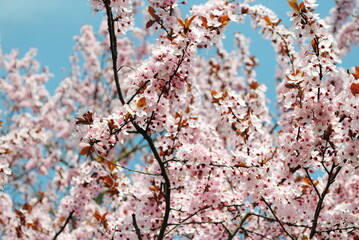Fleurs printanières roses