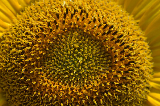 The close up photo of a sunflower which carries the yellow tones of nature on itself