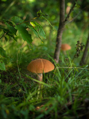 mushroom in the tall grass