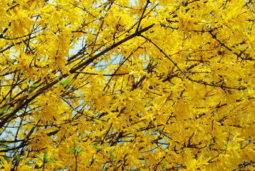 Forsythia 