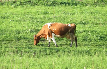 European cow grazing in the field