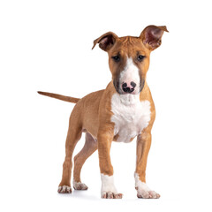 Handsome brown with white Bull Terrier dog, standing facing front. Looking beside camera. Isolated on white background. Head slightly  down.