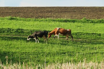 Naklejka na ściany i meble Cows in the field, europe