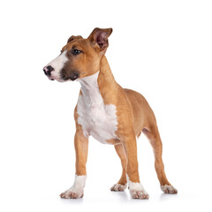 Handsome brown with white Bull Terrier dog, standing facing front. Looking side ways showing profile. Isolated on white background.