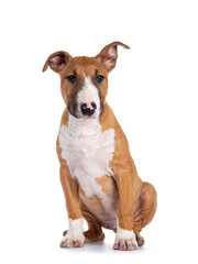 Handsome brown with white Bull Terrier dog, siting down facing front. Looking beside camera. Isolated on white background. One ear straght, one ear up.