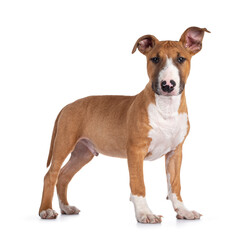 Handsome brown with white Bull Terrier dog, standing side ways. Looking straight at camera. Ears cute uneven. Isolated on white background.