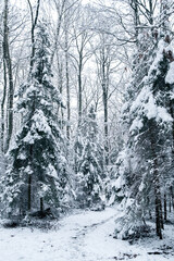 Snowy trees, winter in forest