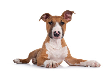 Handsome brown with white Bull Terrier dog, laying down facing front. Looking straight at camera. Isolated on white background.