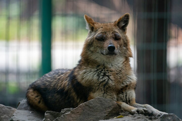 Jackal Resting on a Rock