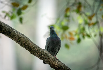 Pigeon Sitting on a Tree Branch