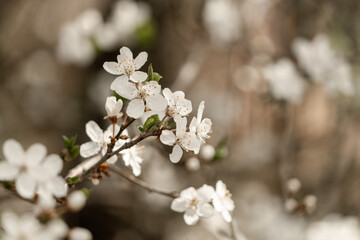 Fruchtblüten 