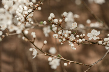 Blüten an einem Baum