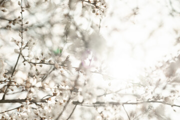 Blüten im Sonnenlicht