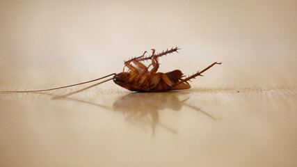 dead cockroach on its back