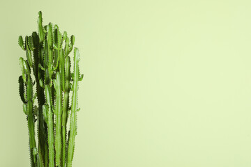 Beautiful cactus on green background, space for text. Tropical plant