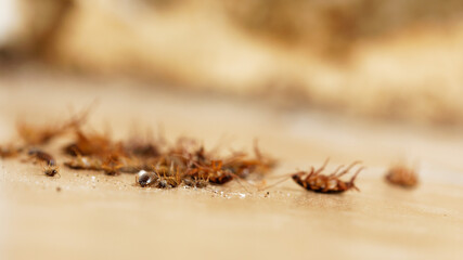 dead cockroaches on the ground