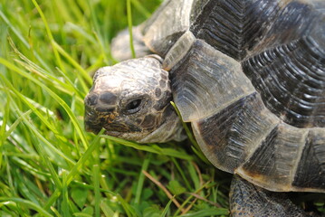 Tête de tortue en été au soleil