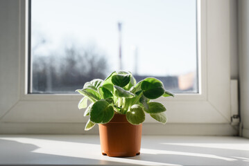 Small houseplant in a brown pot on the windowsill by the window indoors, close-up.