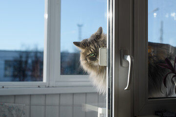 Gray fluffy cat with green eyes looks out from a closed door. Concept pet punished for bad behavior
