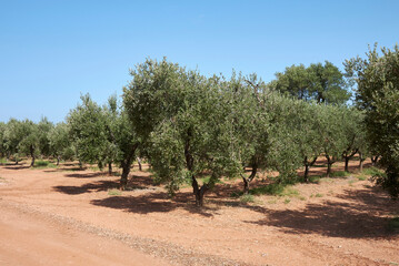 Fototapeta premium Olea europaea trees 