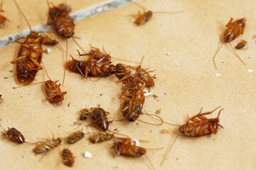 group of dead cockroaches on the ground