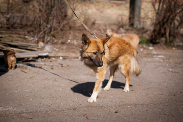 Dog without one paw, red-haired big. beautiful dog after surgery. crippled animal, after the accident. home animal. animal care concept, homeless, health problem, veterinary medicine